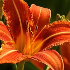 Схема вышивки «лилейник»