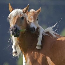 Схема вышивки «№499602»