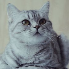 Схема вышивки «Кот»