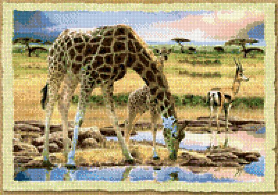 жирафы - предпросмотр