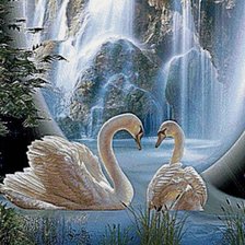 Пара Лебедей