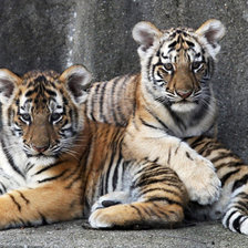 Схема вышивки «пара»