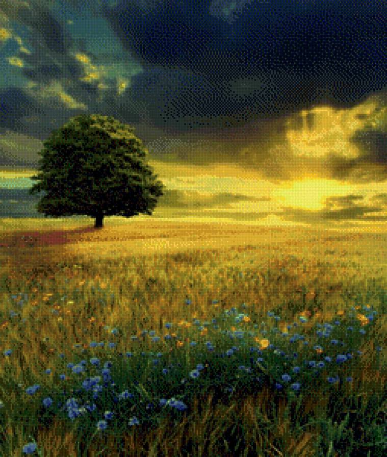 Одинокое дерево - поле, одинокое дерево, васильки, лето, закат - предпросмотр