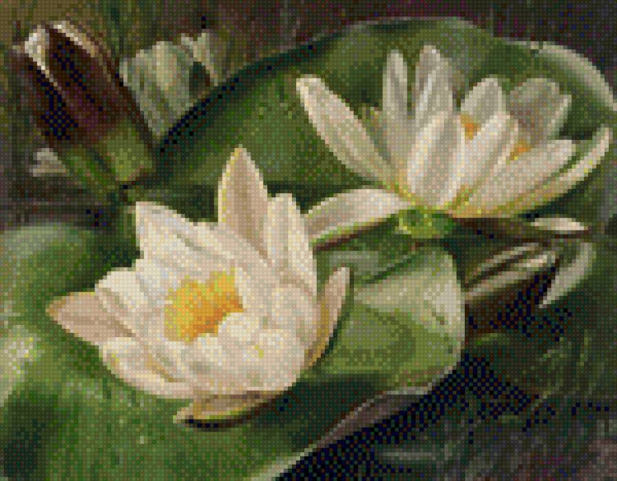 Кувшинки - цветы, кувшинки - предпросмотр