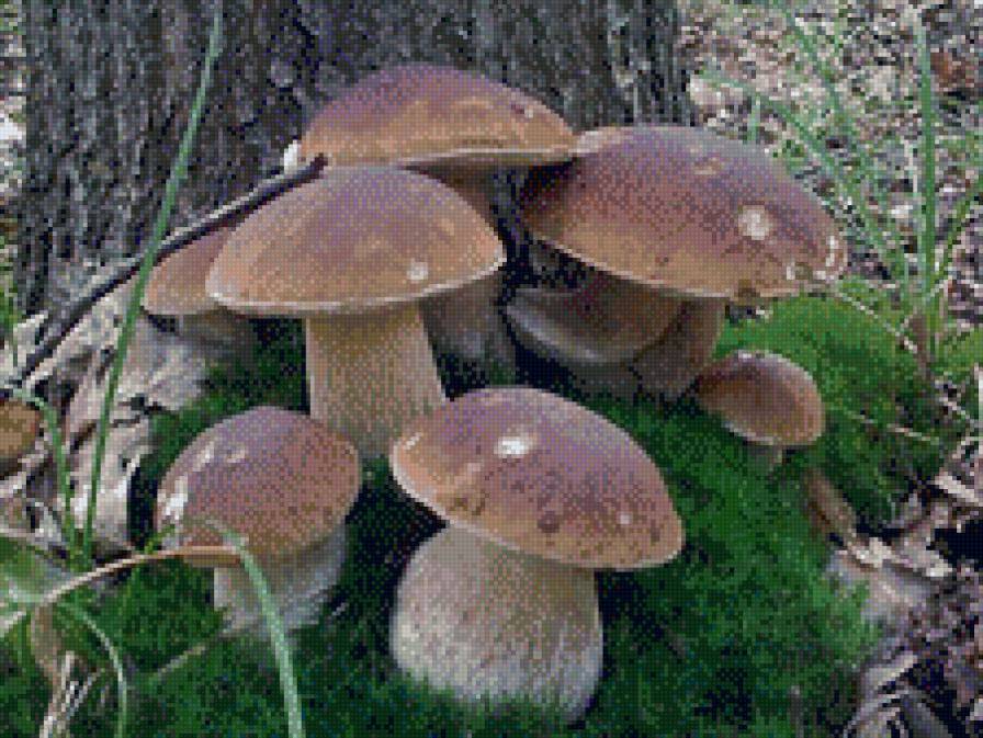 семейка - грибы - предпросмотр