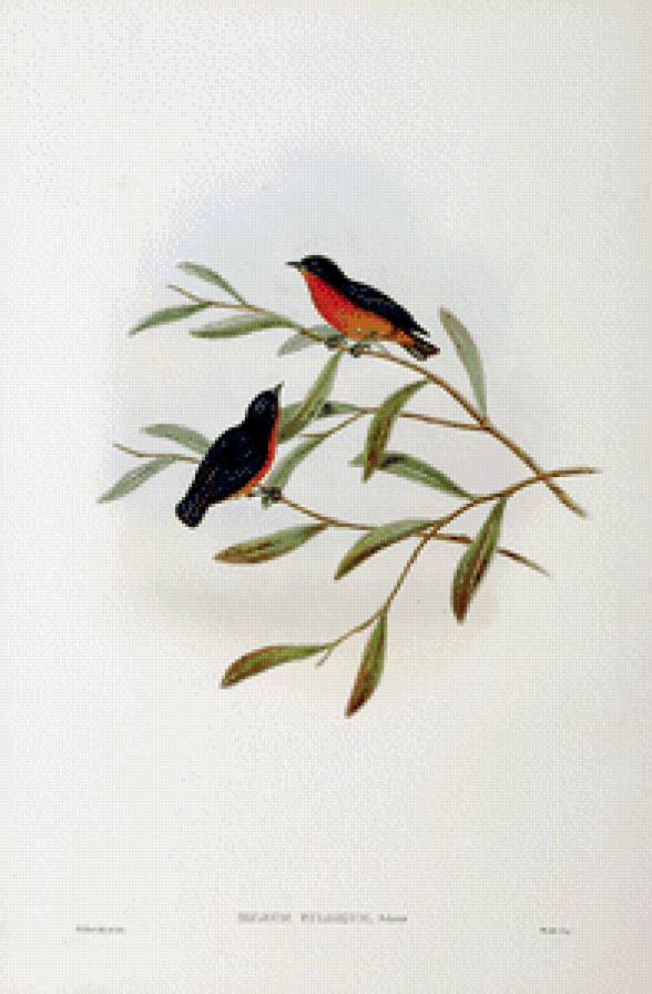 Серия "Птички-невелички" - цветы, птицы - предпросмотр