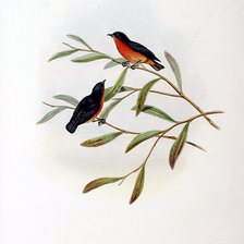 Схема вышивки «Серия "Птички-невелички"»