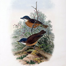 Схема вышивки «Серия "Птички-невелички"»