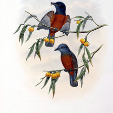 Схема вышивки «Серия "Птички-невелички"»