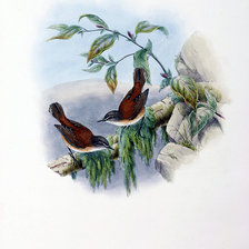 Схема вышивки «Серия "Птички-невелички"»