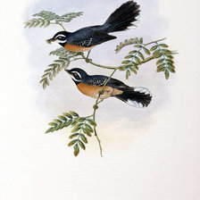 Схема вышивки «Серия "Птички-невелички"»