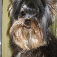 Схема вышивки «Мой Тэфф»