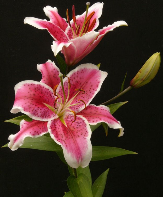 Лилии - оригинал