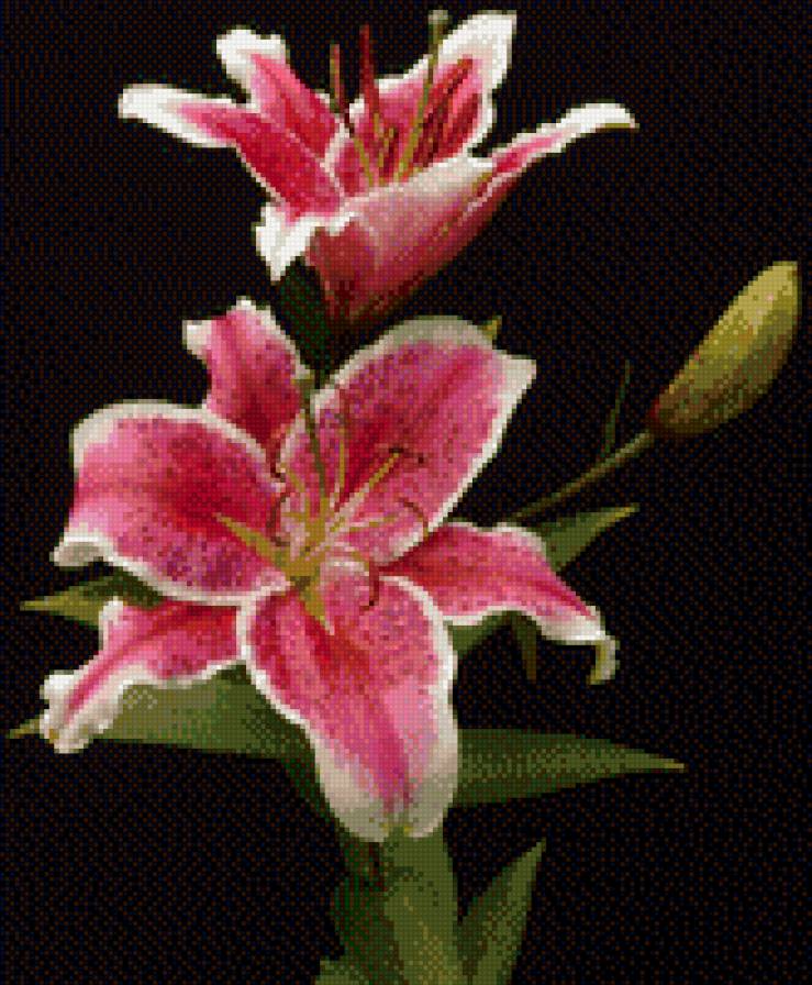 Лилии - предпросмотр