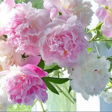 Схема вышивки «Пионы»