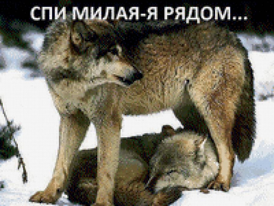 волки - природа, волки, верность, звери, любовь - предпросмотр