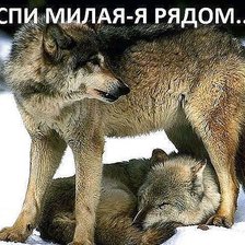 Схема вышивки «волки»