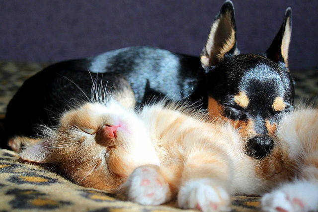 сладкая парочка - любовь, пара, кошка, собака, животные - оригинал