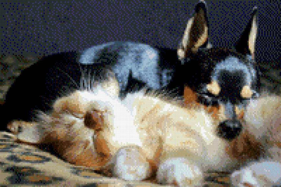 сладкая парочка - кошка, собака, животные, любовь, пара - предпросмотр