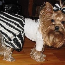 Схема вышивки «Собака»