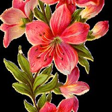 Схема вышивки «цветы»