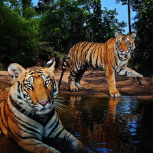 Схема вышивки «тигры»