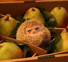 Схема вышивки «ежик в грушах»