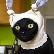 Схема вышивки «Смешной кот)»