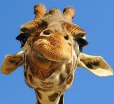 Схема вышивки «жираф»