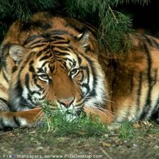 Схема вышивки «тигр»