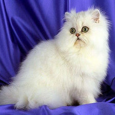 Схема вышивки «Белая киска»