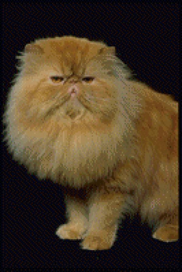 Рыжик)) - кошки, животные, звери - предпросмотр