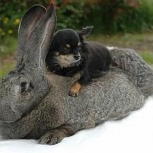 Схема вышивки «Друзья)»