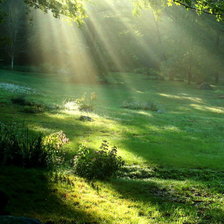 Схема вышивки «Лесная поляна»