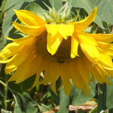 Схема вышивки «подсолнух»