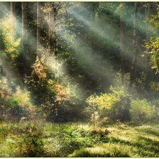 Схема вышивки «Лес в лучах солнца»