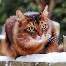 Схема вышивки «дикий котик!»