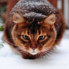 Схема вышивки «рыжий кот»