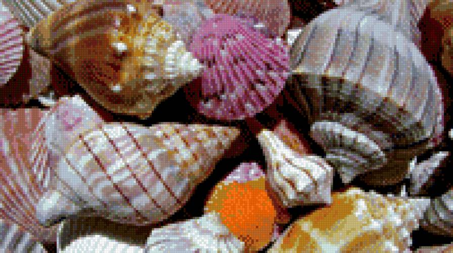 ракушки - предпросмотр