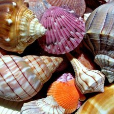 Схема вышивки «ракушки»