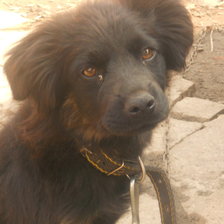 Схема вышивки «щенок»