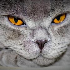 Схема вышивки «котик»