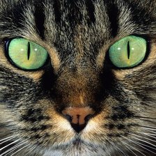 Схема вышивки «кошка»