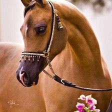 Схема вышивки «грация»