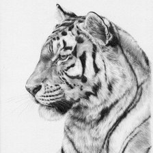 Схема вышивки «тигр монохром»