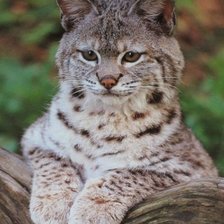 Схема вышивки «рысь»