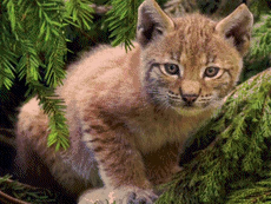 рысь - животные, кошки - предпросмотр