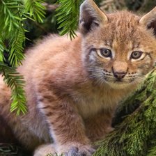 Схема вышивки «рысь»