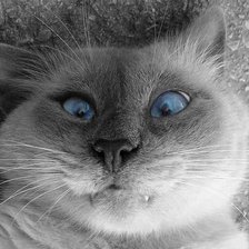 Схема вышивки «кот»