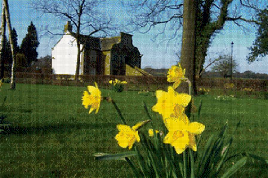 Пейзаж - природа, нарциссы, цветы, дом - предпросмотр